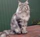 Maine Coon Baba Looey (Louie)
