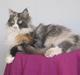 Maine Coon minnie