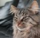 Maine Coon muffe