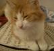 Maine Coon Coco