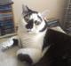 British Shorthair heros
