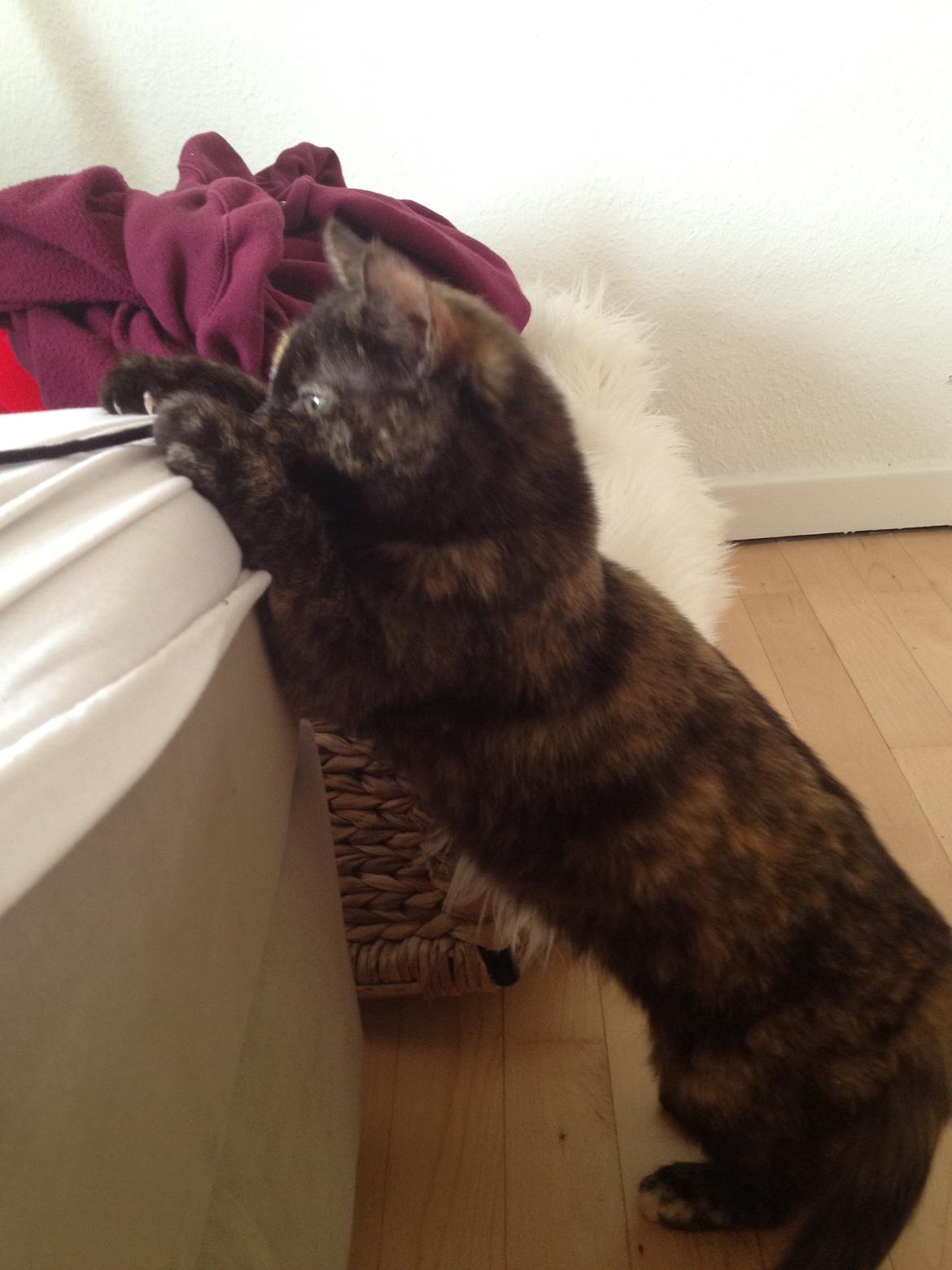 Huskat Isabella (Bella) billede 2