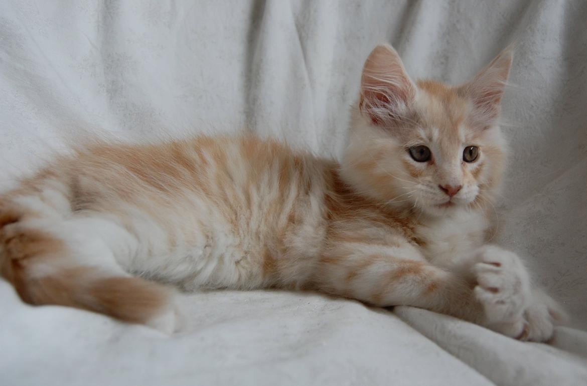 Maine Coon Neelix billede 2