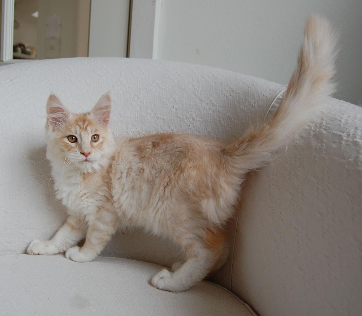 Maine Coon Neelix billede 3