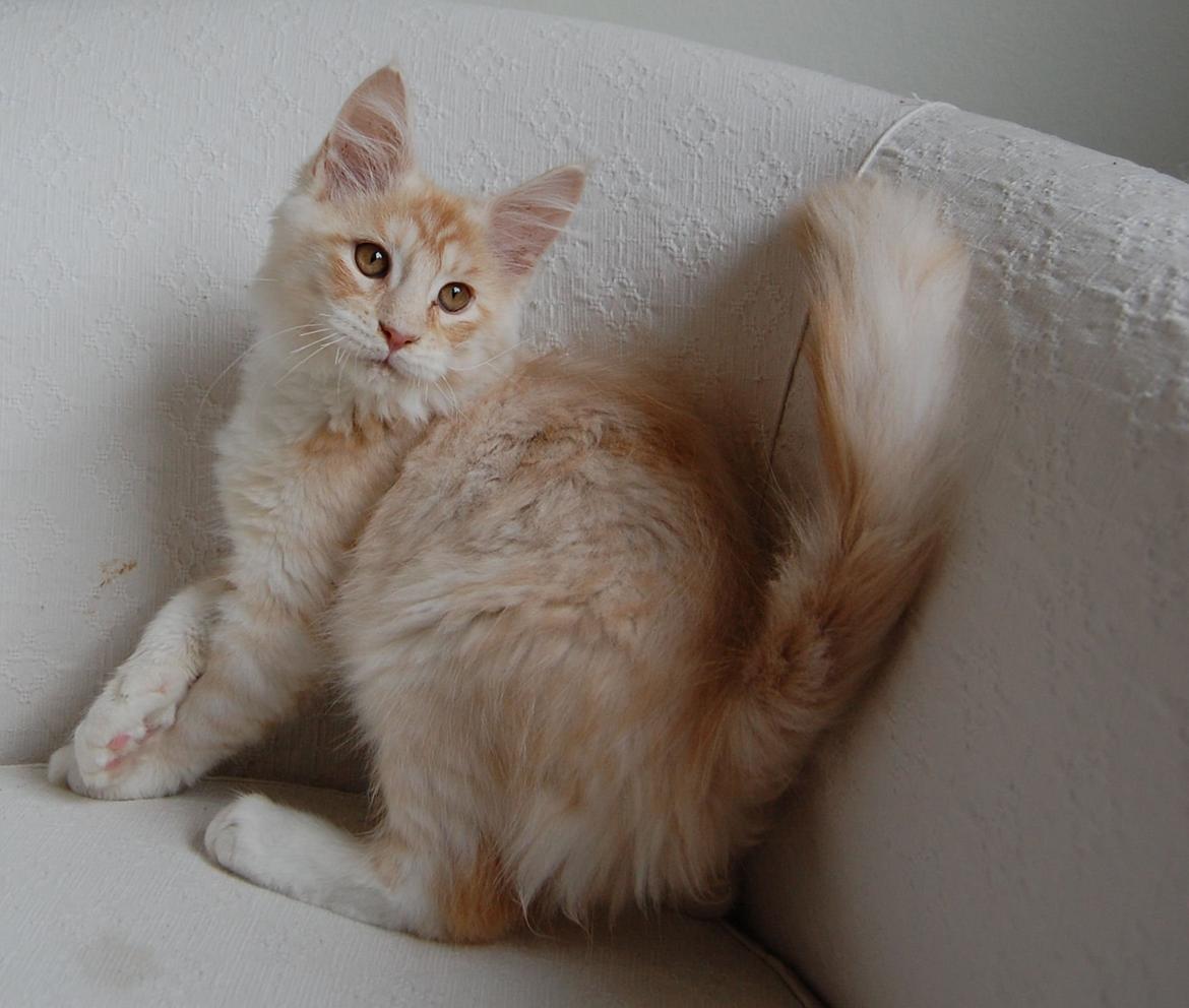Maine Coon Neelix billede 4