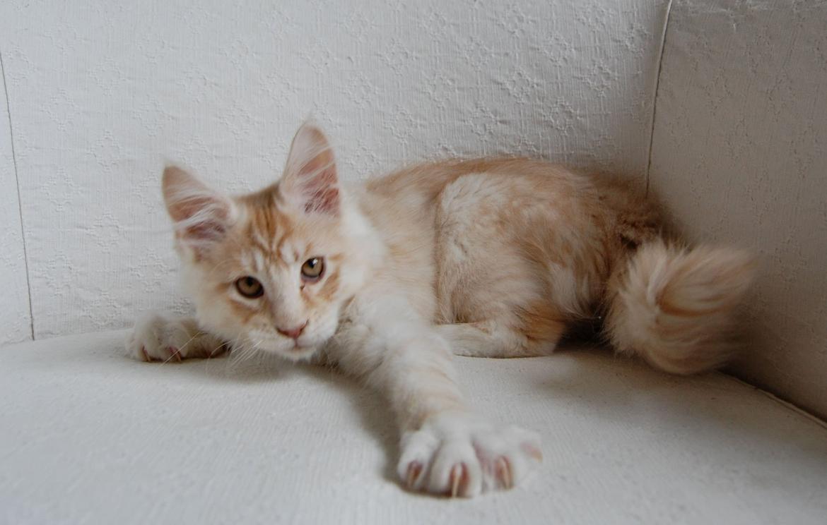 Maine Coon Neelix billede 5