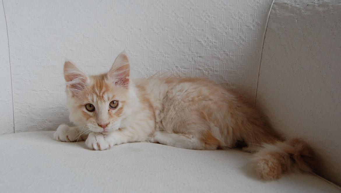 Maine Coon Neelix billede 6