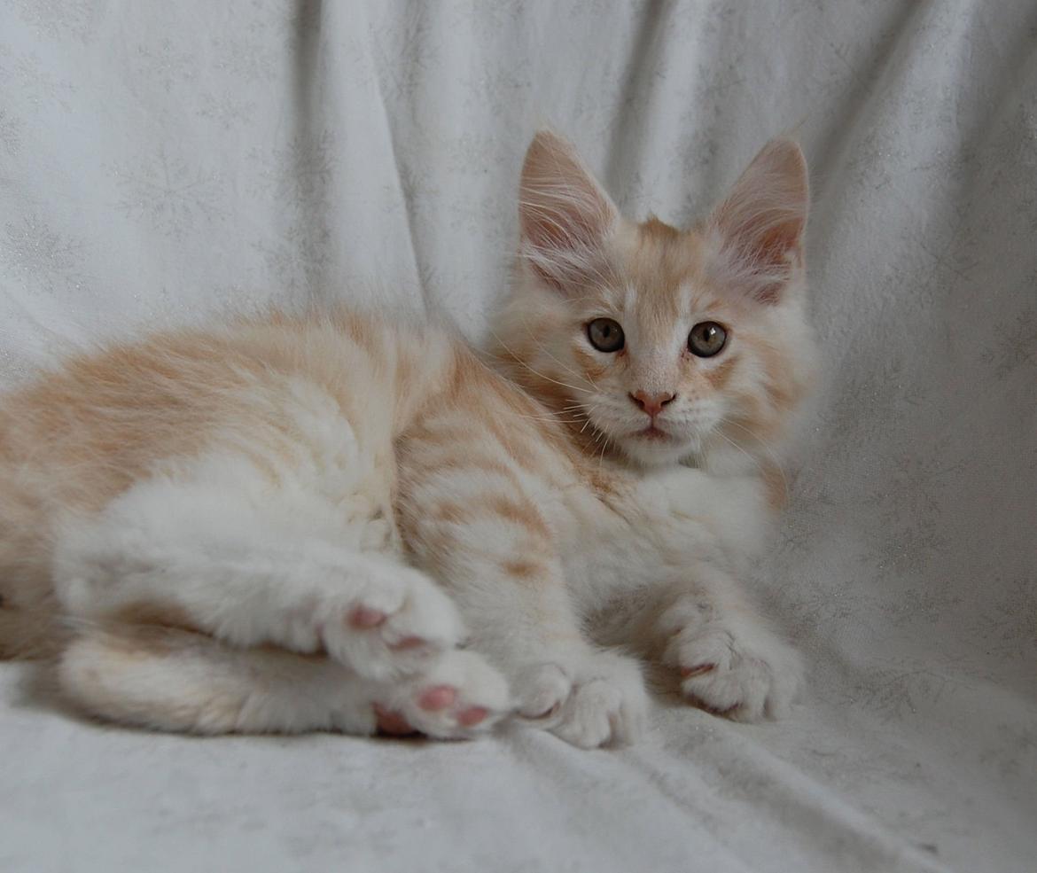 Maine Coon Neelix billede 7