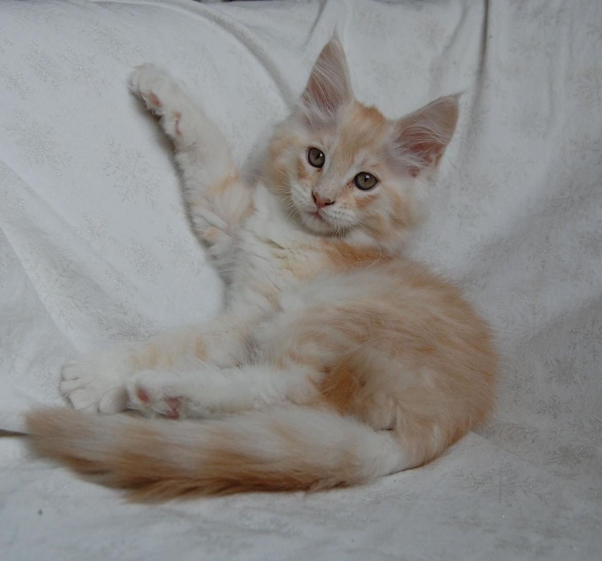 Maine Coon Neelix billede 8