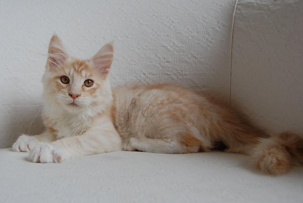 Maine Coon Neelix billede 9