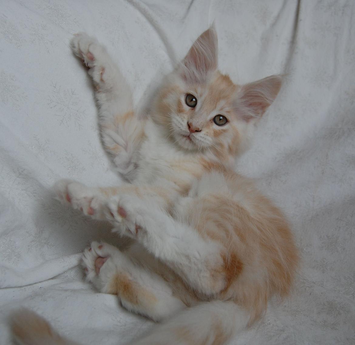 Maine Coon Neelix billede 10