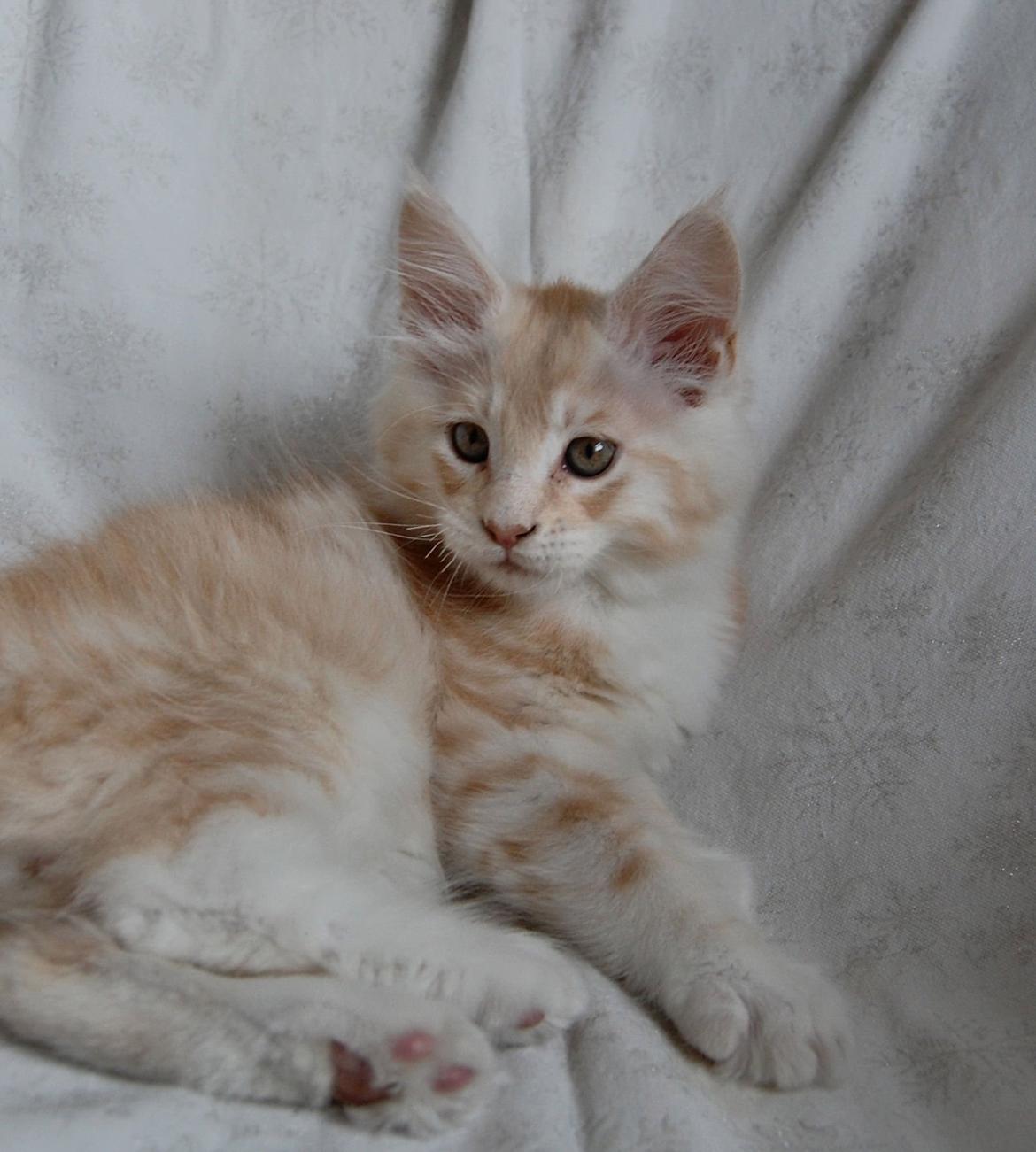 Maine Coon Neelix billede 11