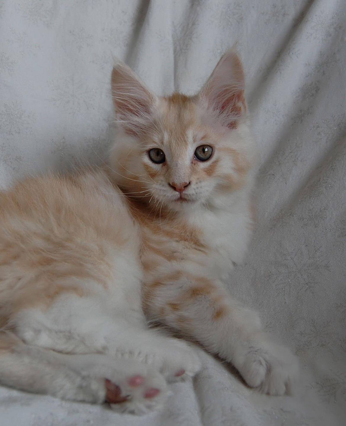 Maine Coon Neelix billede 12