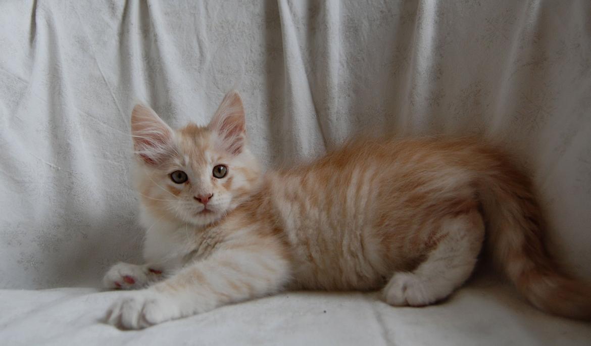 Maine Coon Neelix billede 13