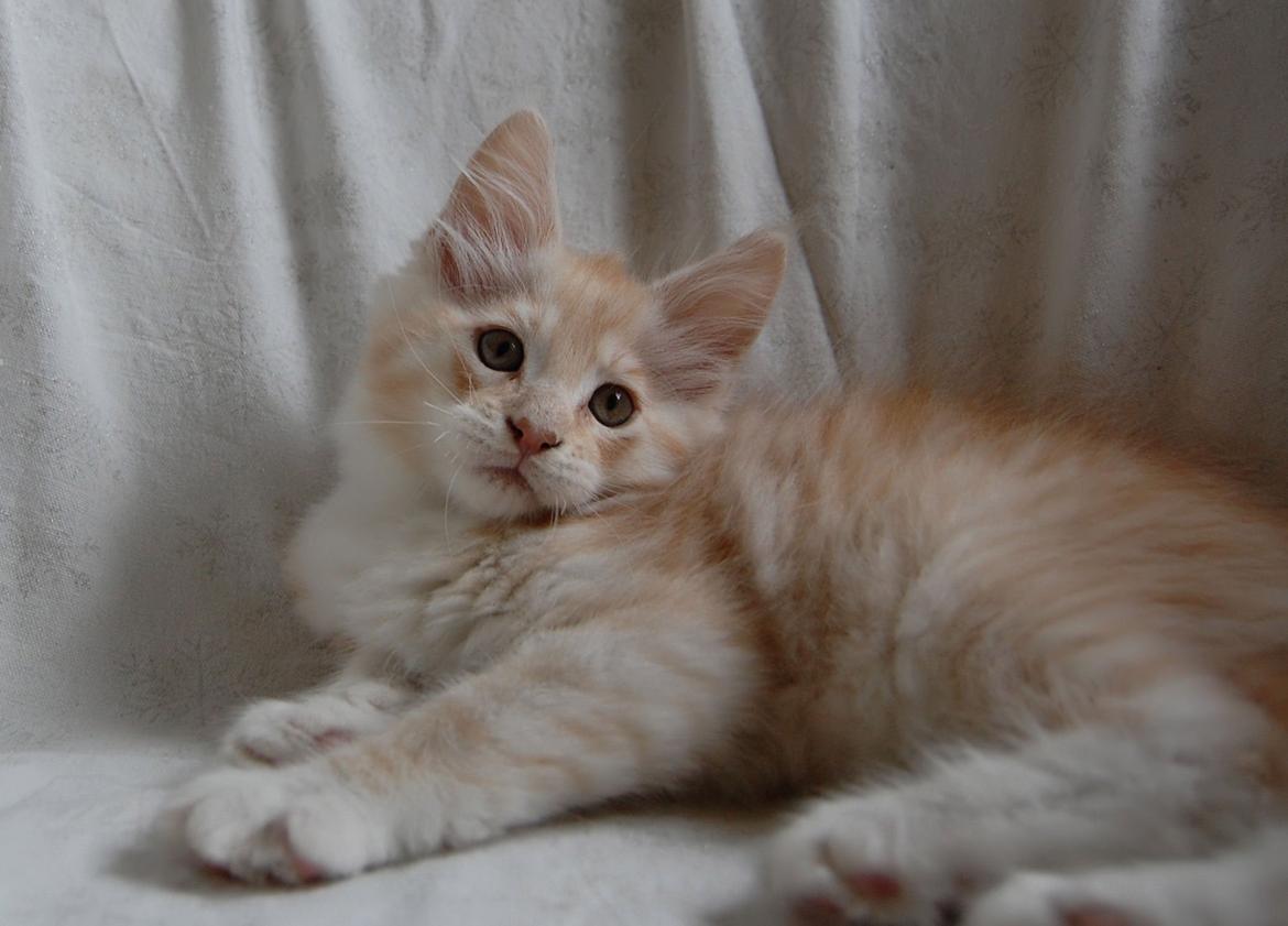 Maine Coon Neelix billede 14