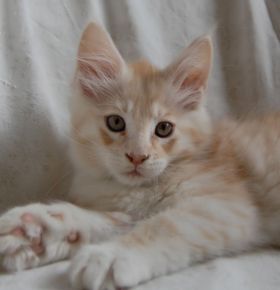 Maine Coon Neelix billede 15