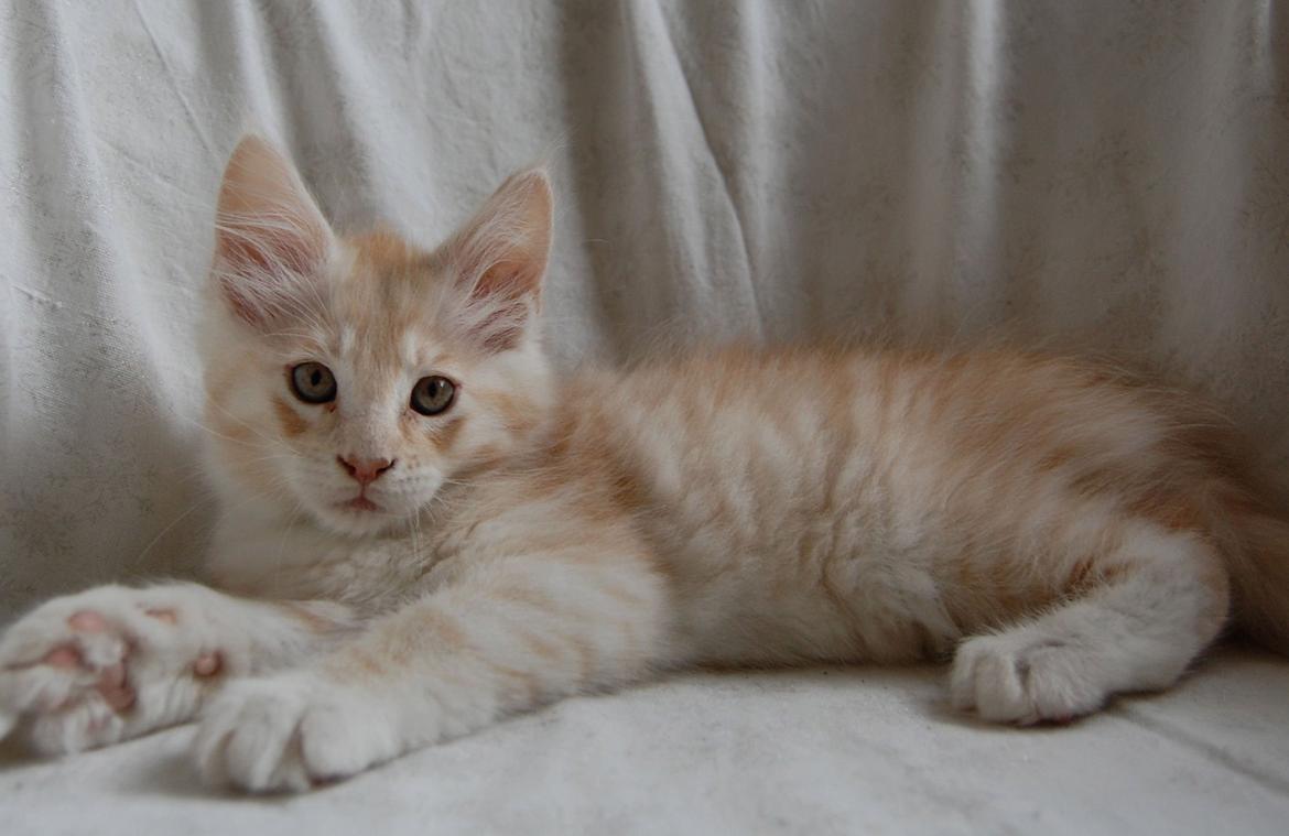 Maine Coon Neelix billede 16