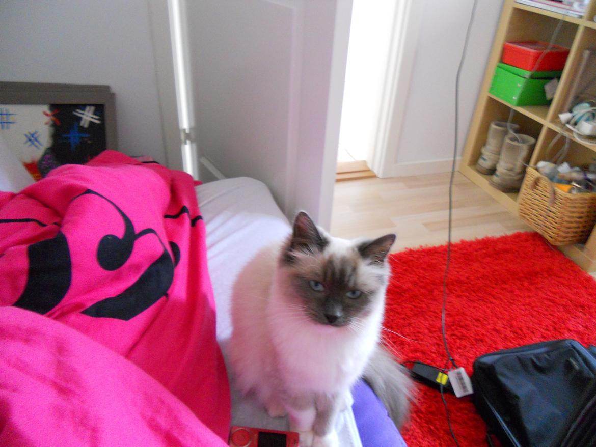 Hellig Birma Missemor billede 4