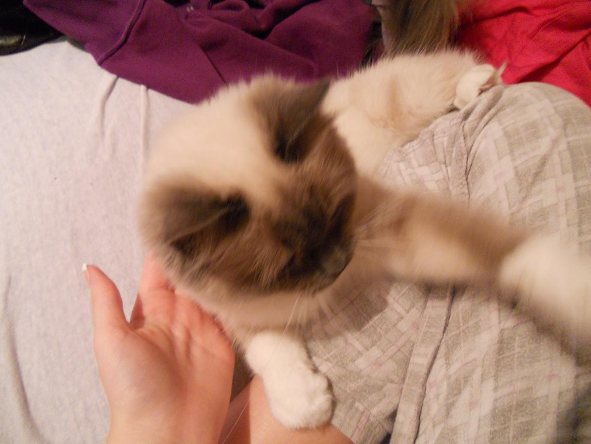 Hellig Birma Missemor billede 7