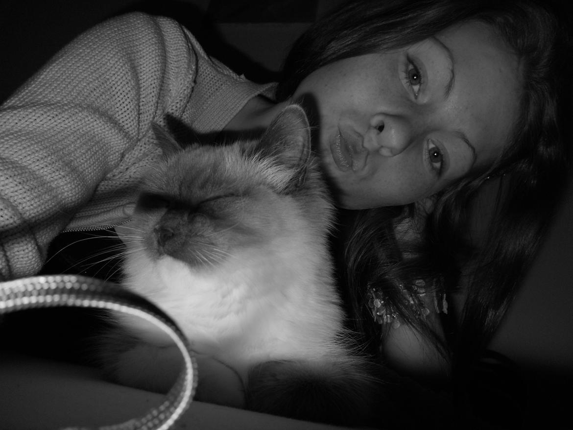 Hellig Birma Missemor billede 2