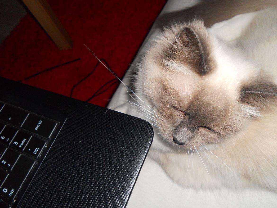 Hellig Birma Missemor billede 5