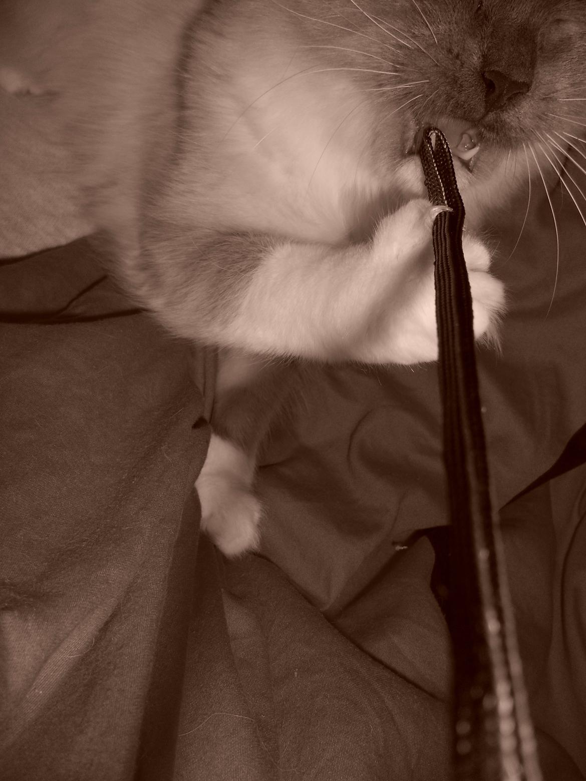 Hellig Birma Missemor billede 6