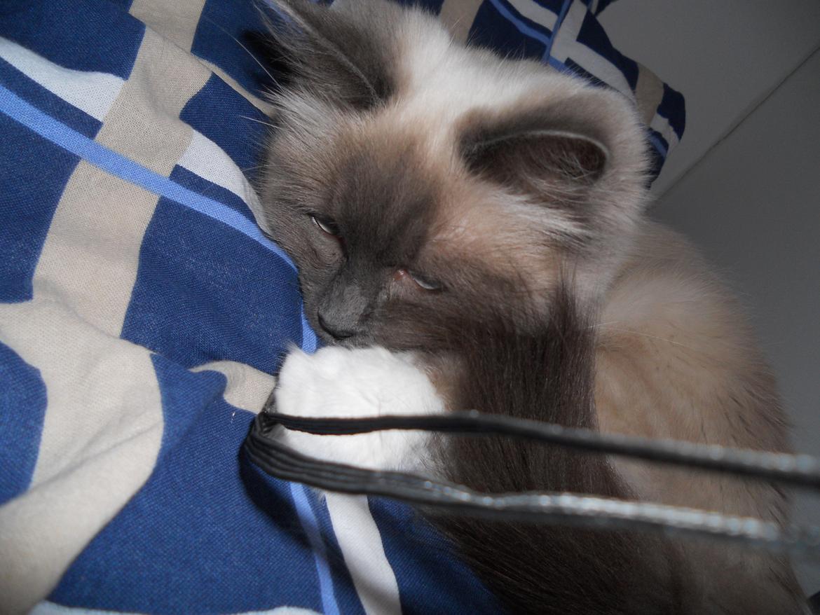 Hellig Birma Missemor billede 3