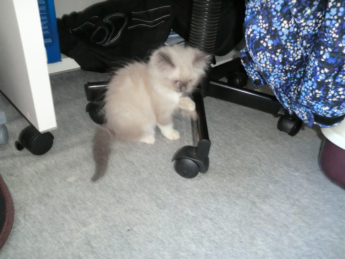 Hellig Birma Missemor - Lige da vi havde fået hende hjem :) billede 8