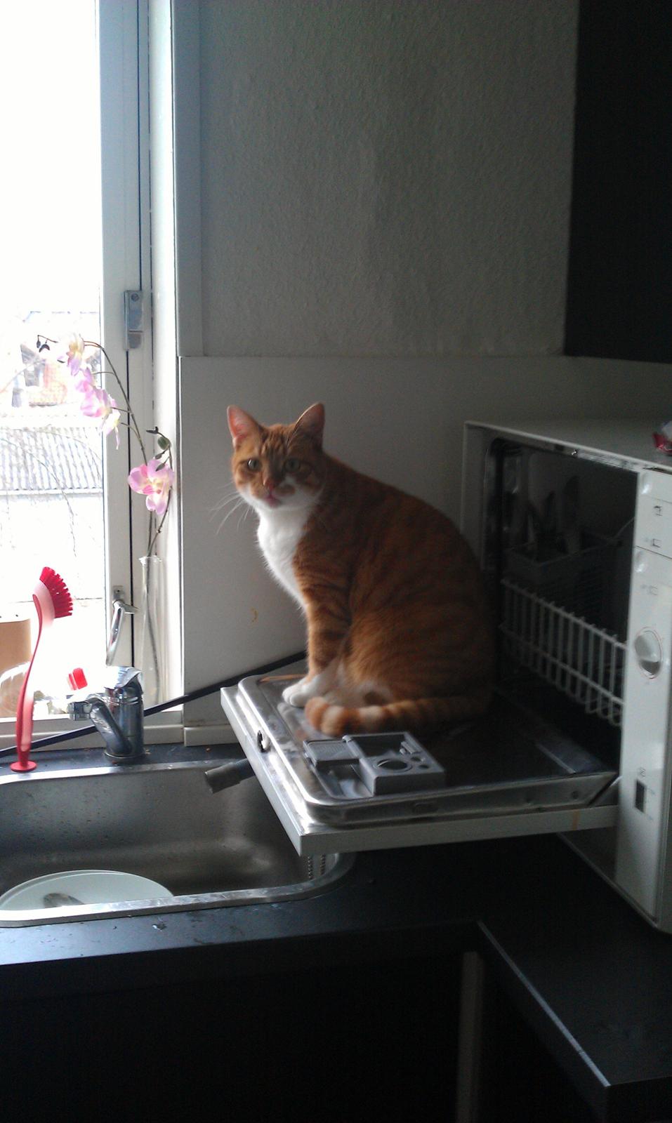 Huskat Burger billede 2