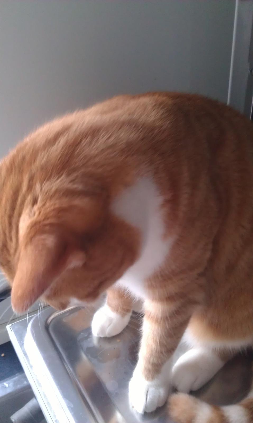 Huskat Burger billede 3