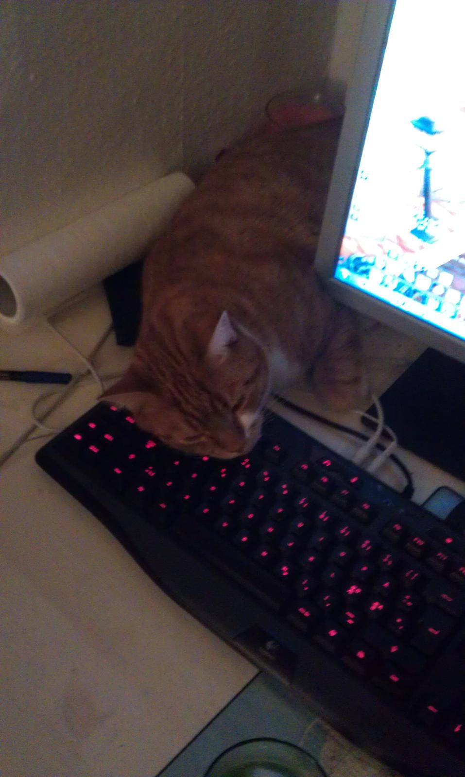 Huskat Burger billede 4