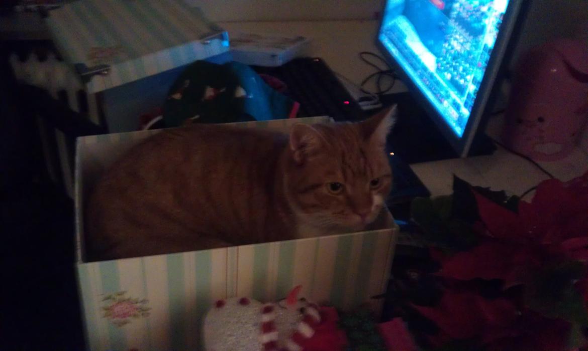 Huskat Burger billede 6