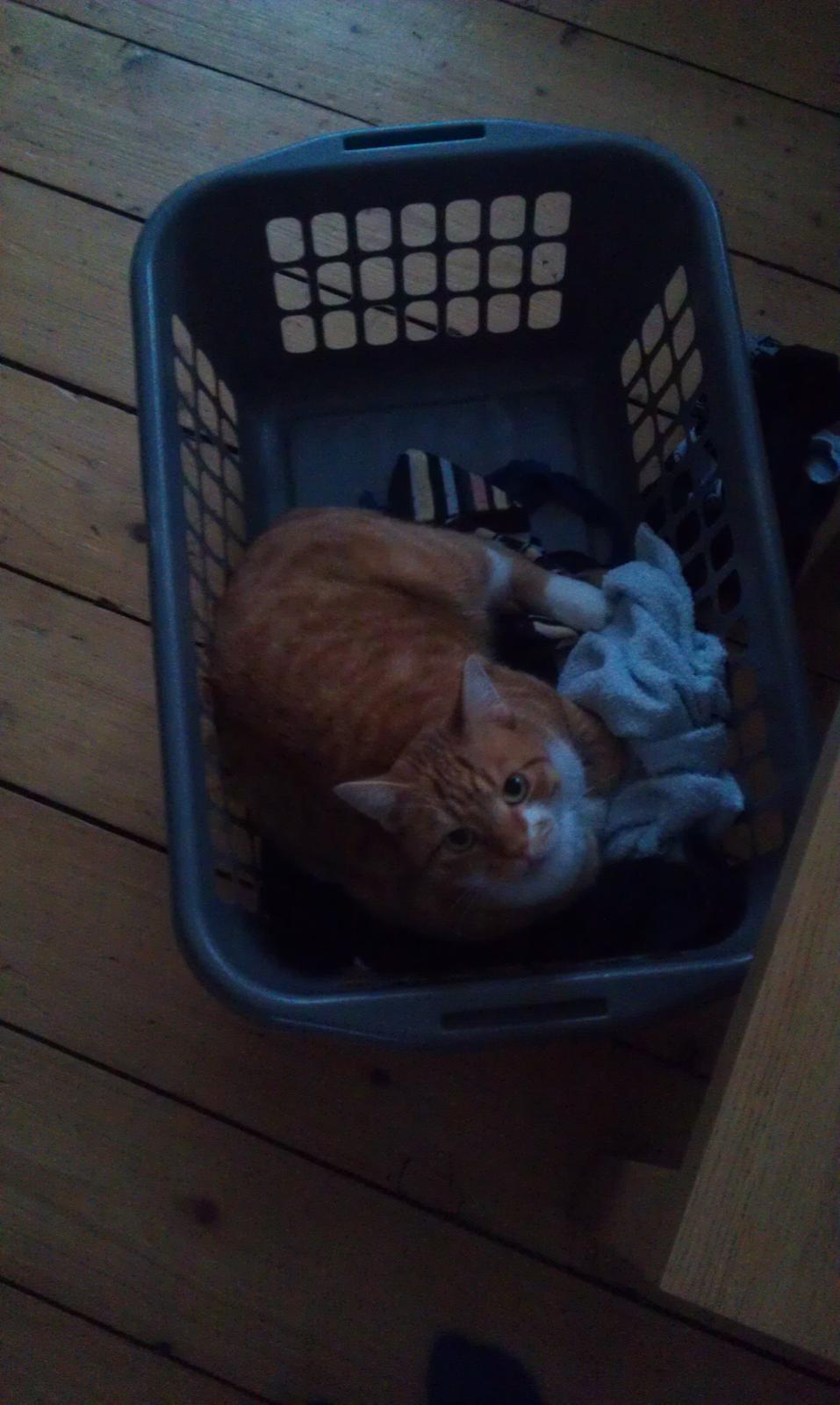 Huskat Burger billede 9