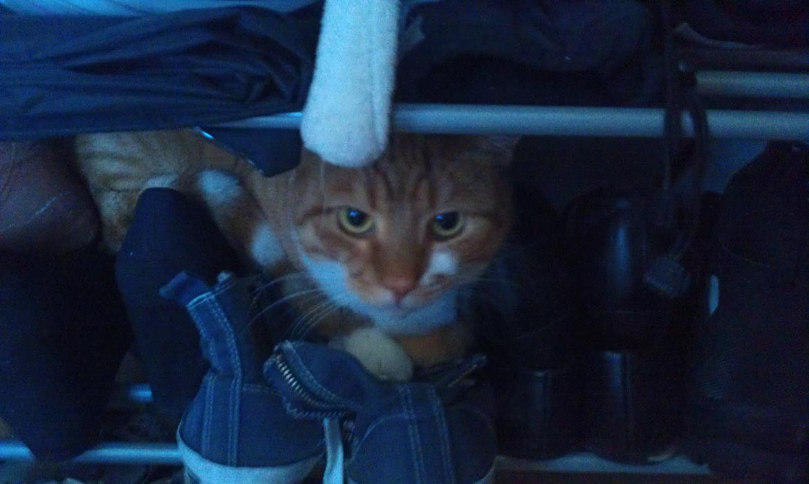 Huskat Burger billede 10