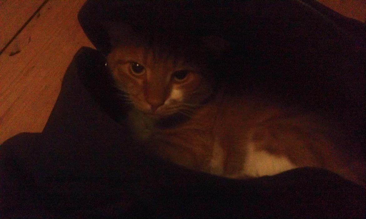 Huskat Burger billede 11