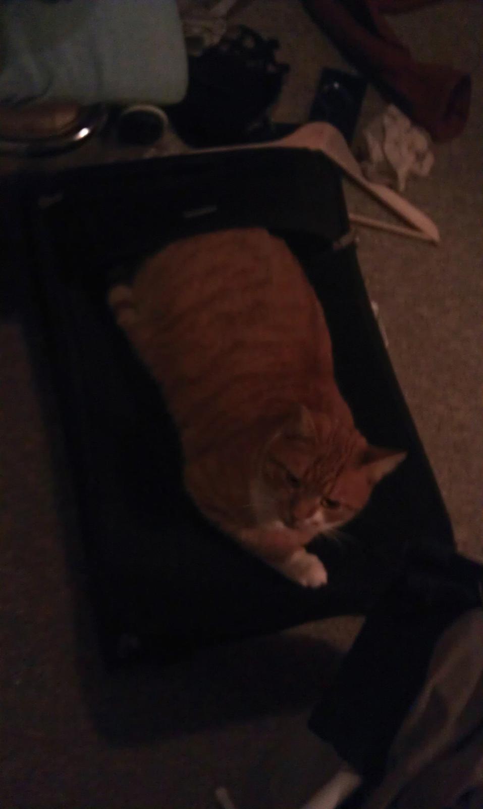 Huskat Burger billede 12