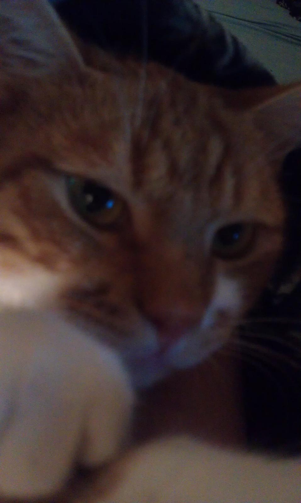 Huskat Burger billede 14