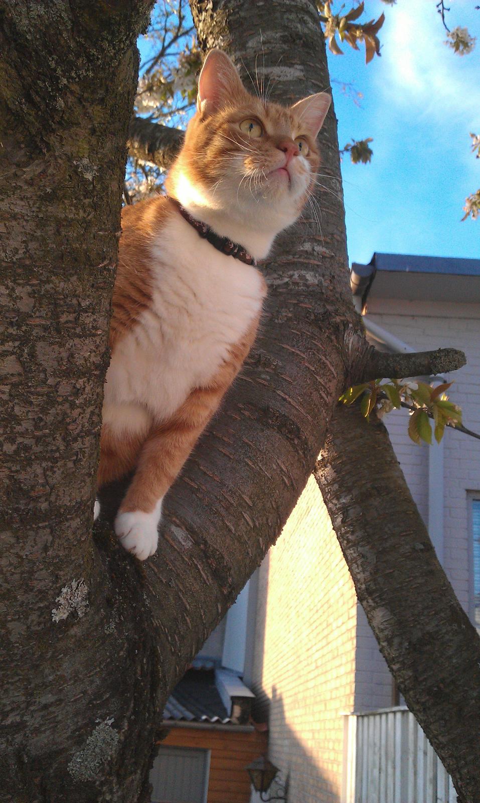 Huskat Burger billede 16