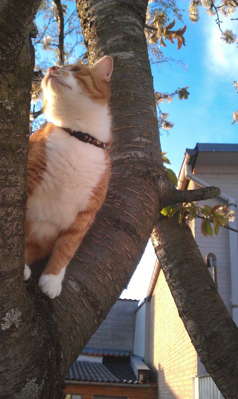 Huskat Burger billede 17