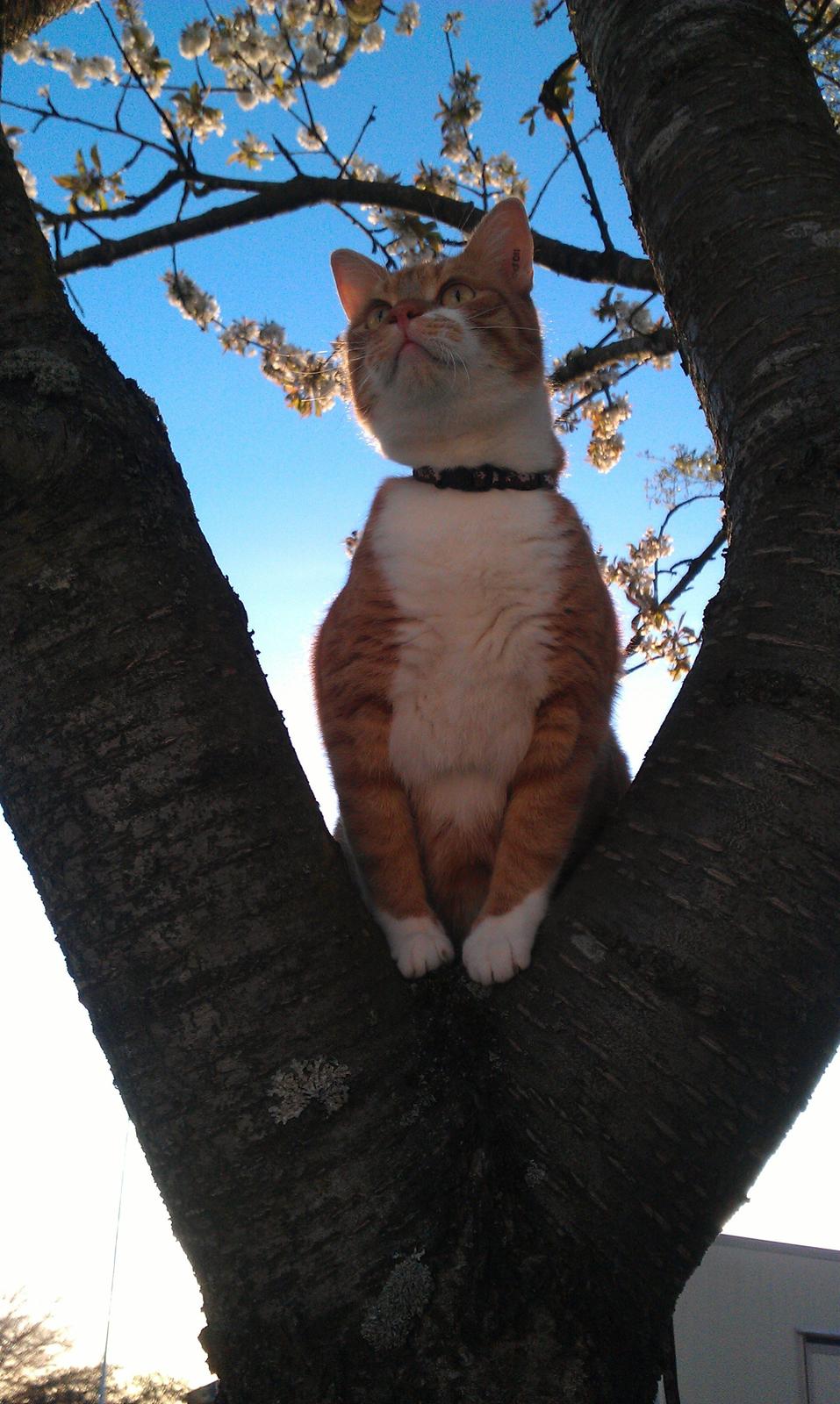 Huskat Burger billede 18