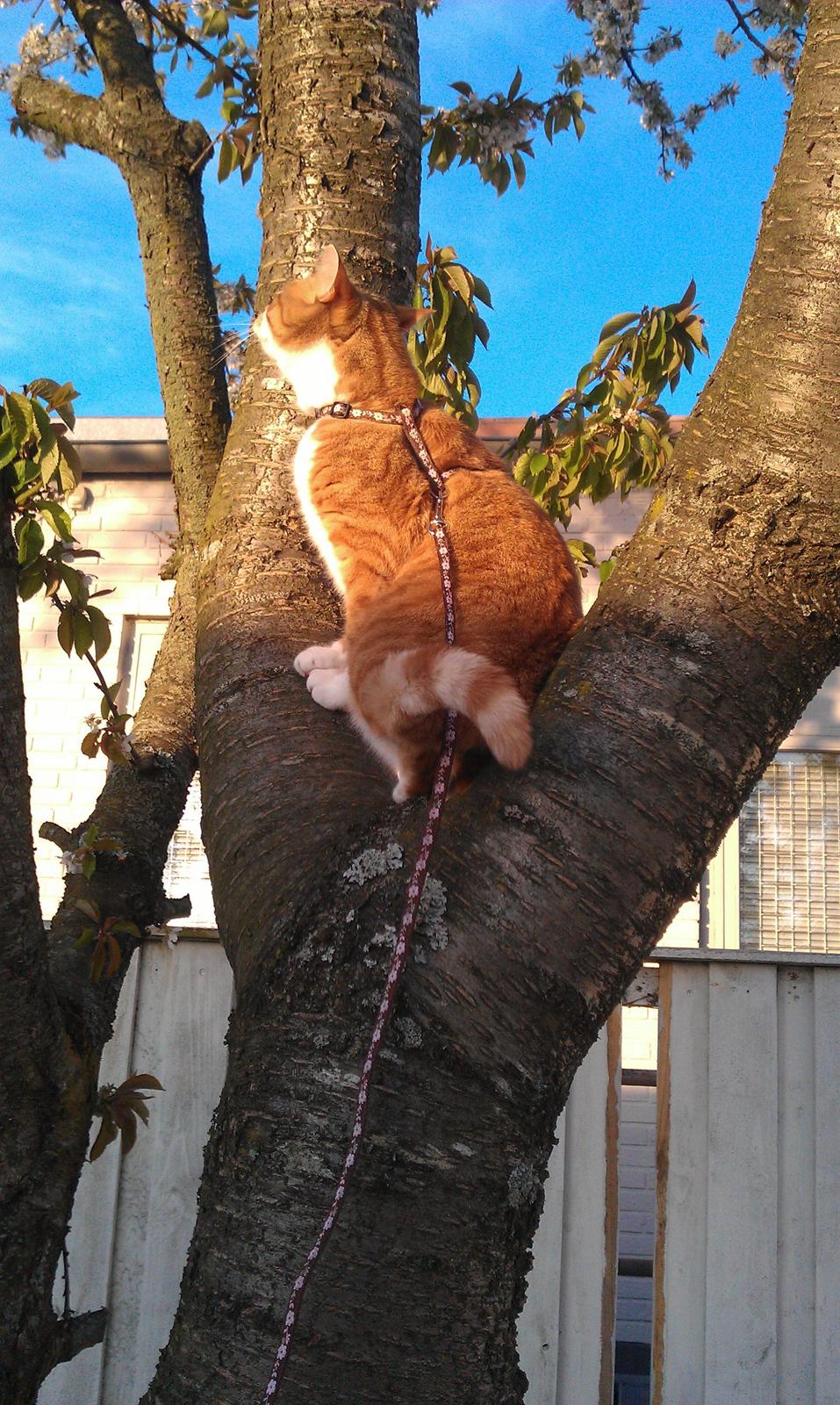 Huskat Burger billede 19