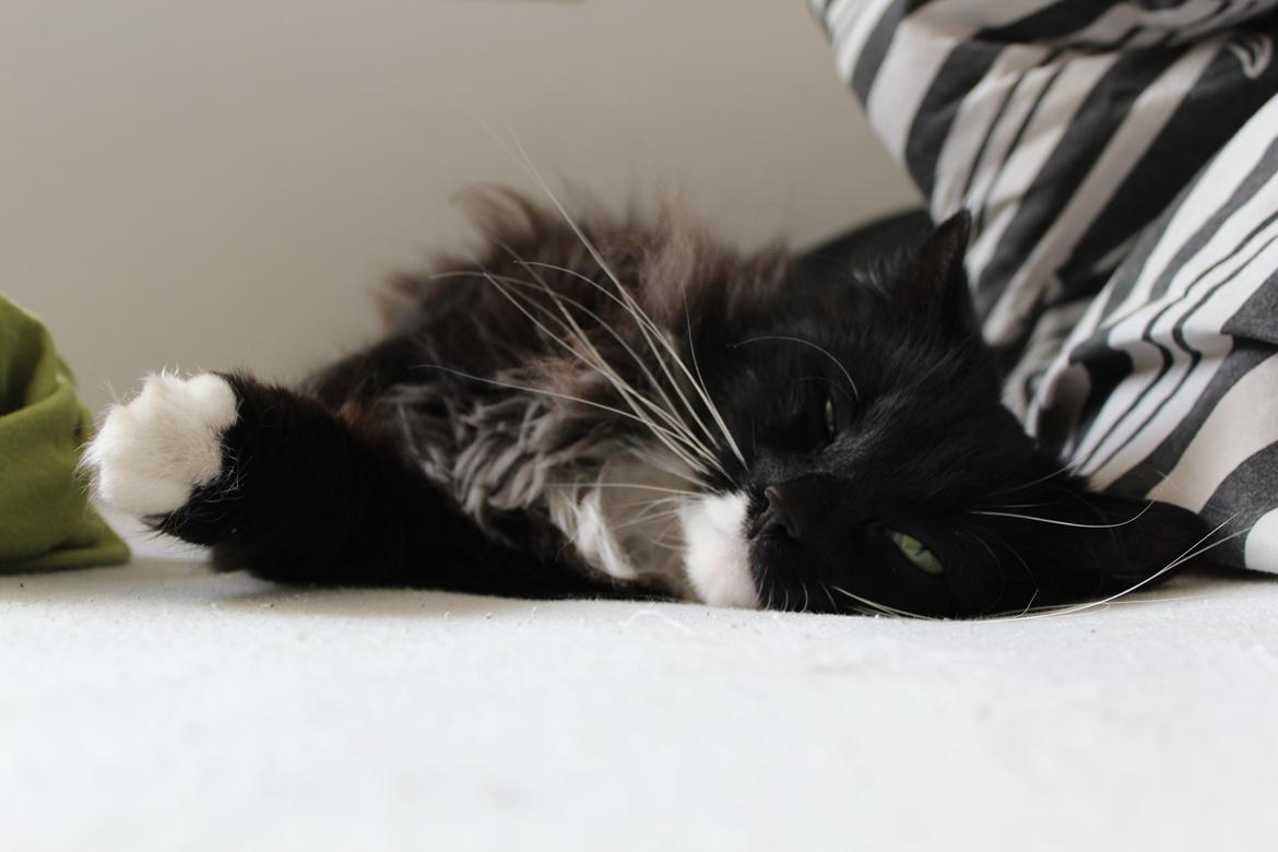 Norsk Skovkat Cutie R.I.P billede 12