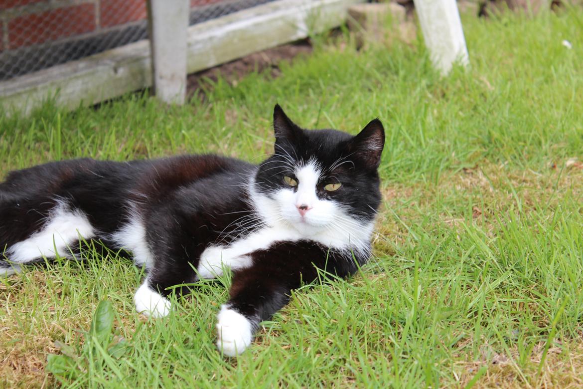 Blanding af racer Sille billede 10