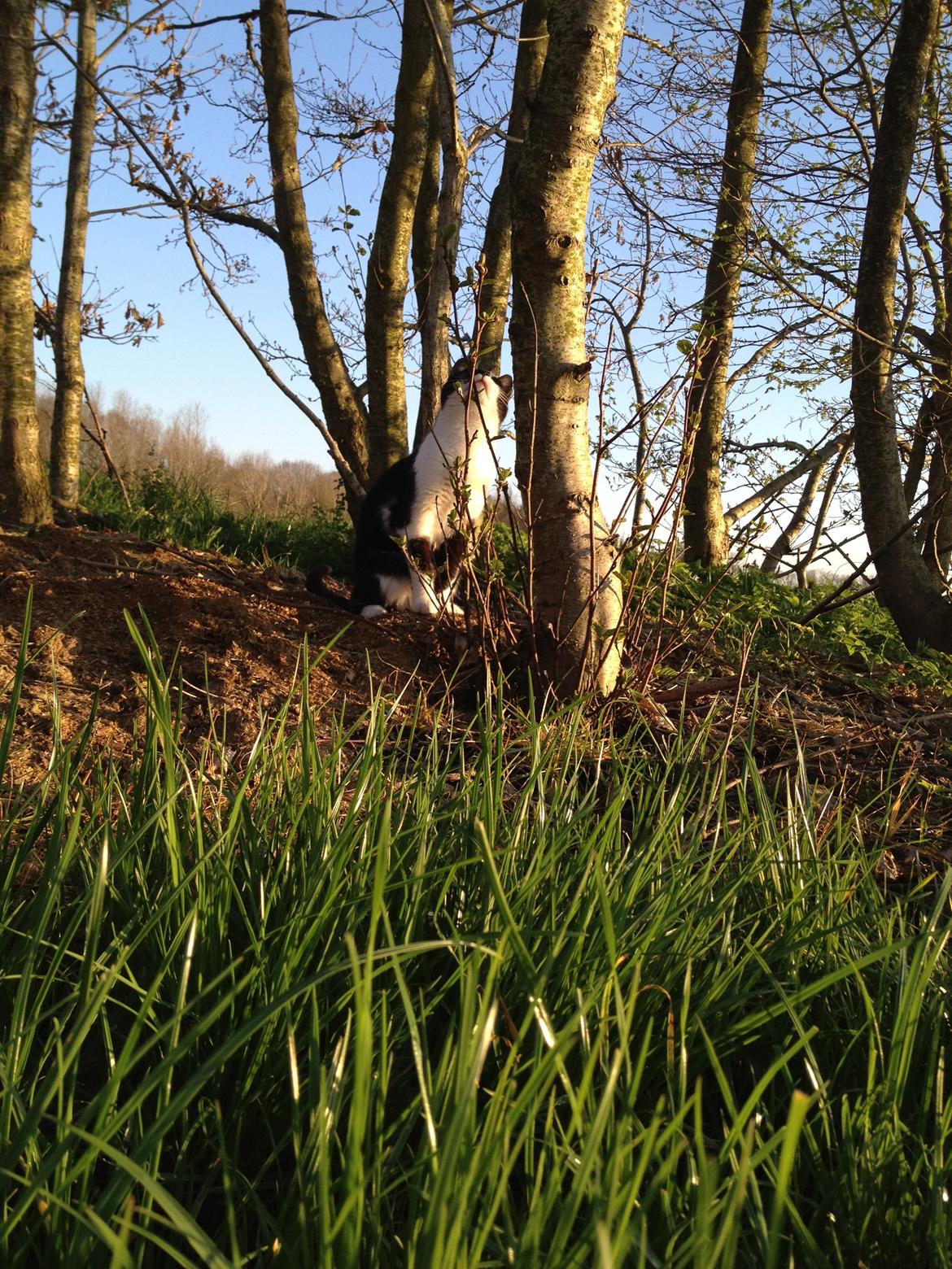 Huskat Miv billede 14