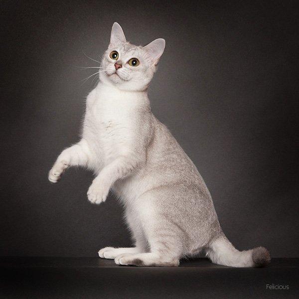 Burmilla Shines Wadiah billede 20