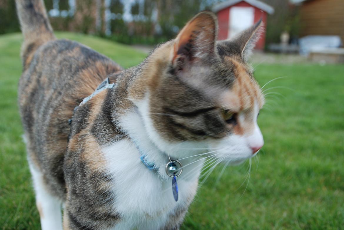 Huskat Misti billede 7