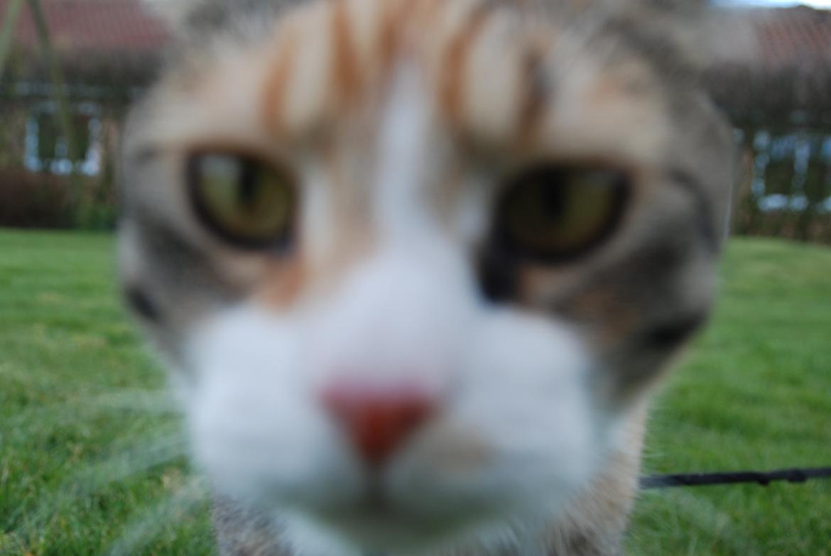 Huskat Misti billede 8