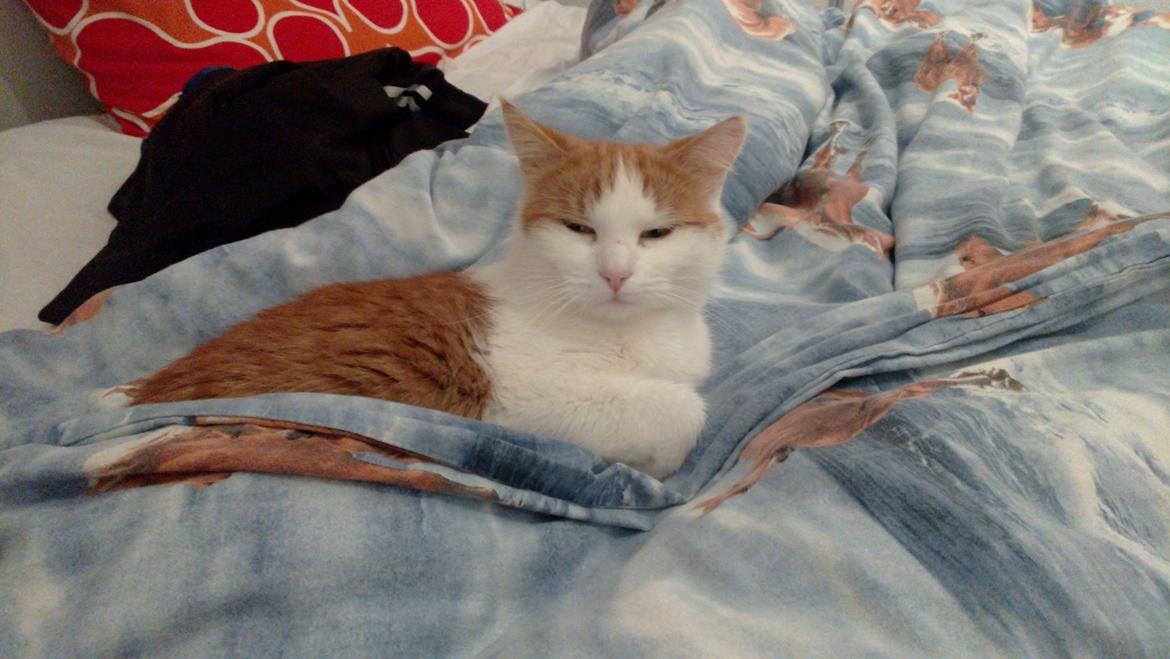 Blanding af racer Mille - dejlig lille kat <3 billede 1