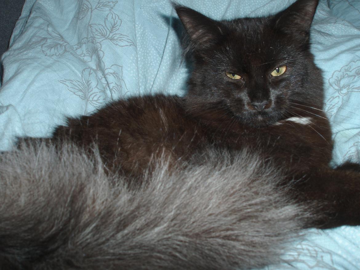 Maine Coon Lille Missen billede 9