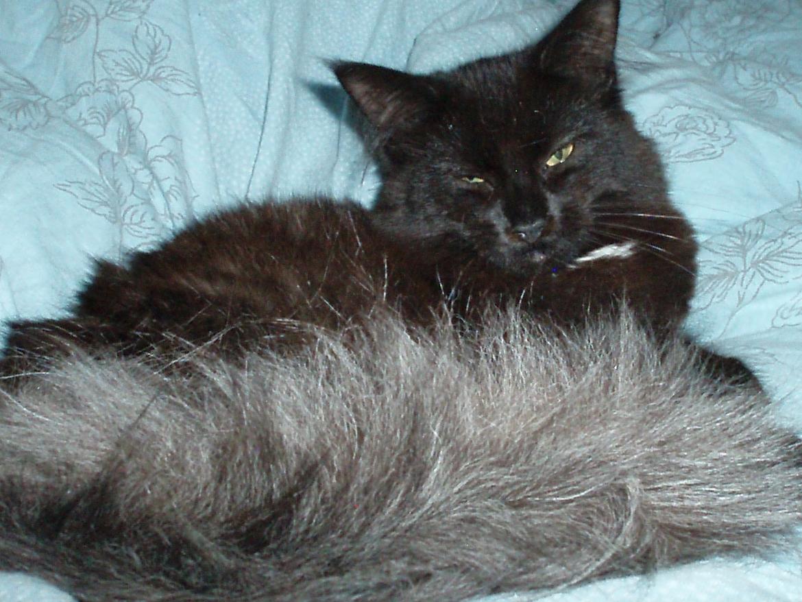 Maine Coon Lille Missen billede 2